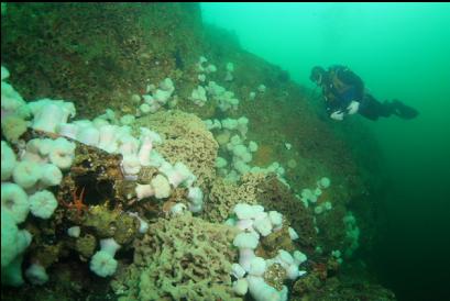 anemones and sponges