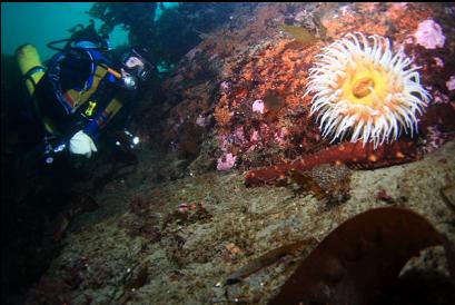 fish-eating anemone