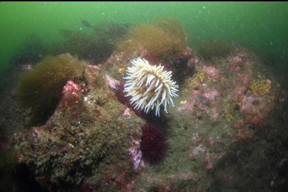 fish-eating anemone