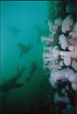 SEA LIONS BY WALL