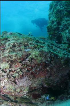 FISH HIDING UNDER BOULDER