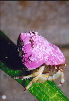 HERMIT CRAB ON EELGRASS