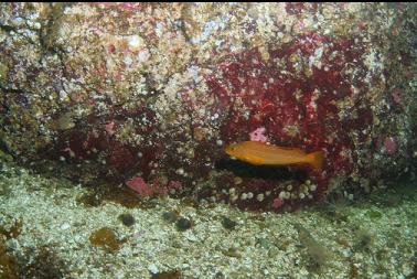 young kelp greenling