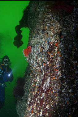 YELLOWEYE ROCKFISH ON WALL