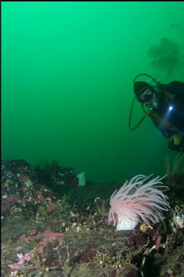 CRIMSON ANEMONE ON WALL