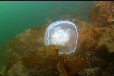 moon jelly