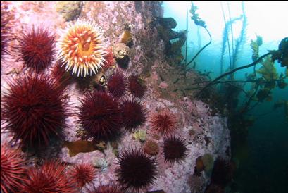 anemone and urchins