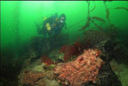 cup corals on the reef