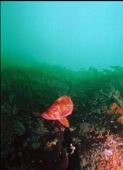 VERMILLION ROCKFISH ON WALL