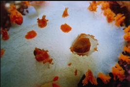 CLOSE UP OF CLOWN NUDIBRANCH