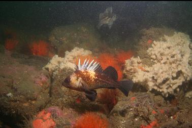 quillback rockfish at base of reef