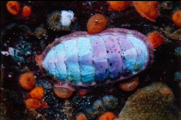 CHITON