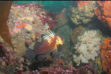 quillback rockfish