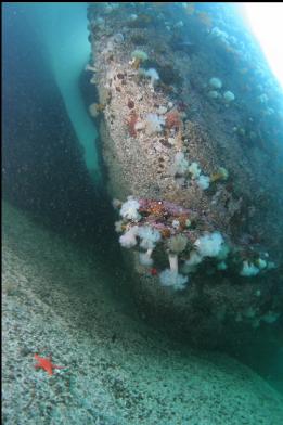 anemones on corner of rock