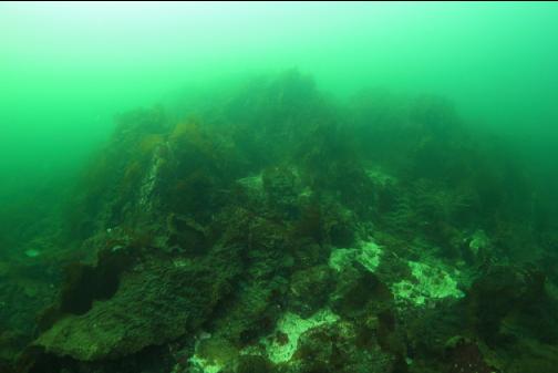 reef covered in bottom kelp