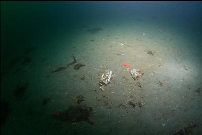 jars on sandy bottom 74 feet deep