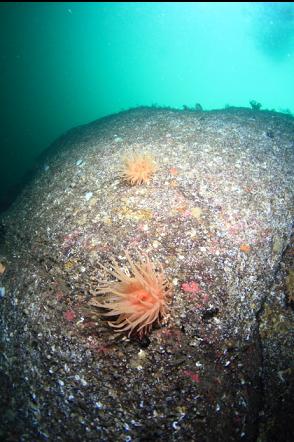 crimson anemones