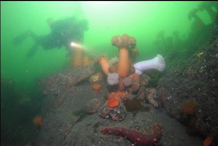 plumose anemones, etc. near the base of the rocky slope