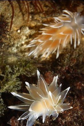 nudibranchs