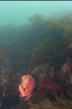 RED ROCK CRABS ON KELP