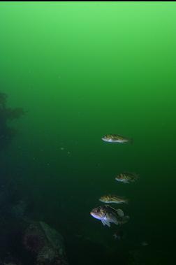 GROUP OF ROCKFISH