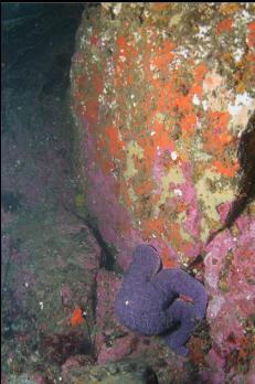 SEA STAR AND COLOURFUL BOULDER