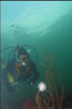 NUDIBRANCH IN SHALLOWS