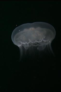 moon jelly