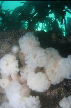 plumose anemones