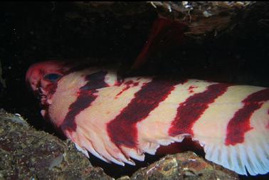 tiger rockfish