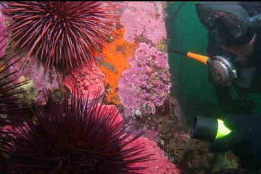 urchins and hydrocoral