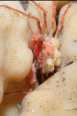 crab in cloud sponge