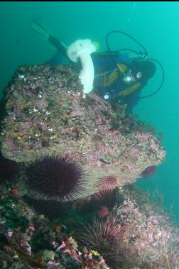 plumose anemone and urchins