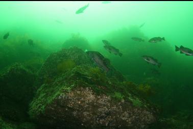 black rockfish