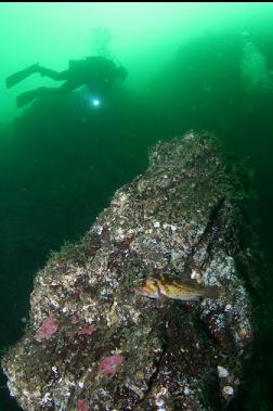 copper rockfish