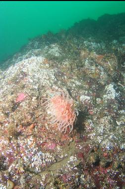 crimson anemone on wall