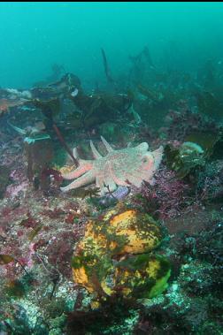 sulphur sponge and sunflower star