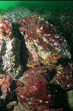 copper rockfish