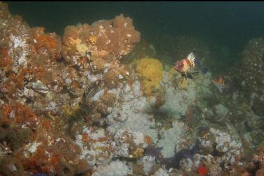 tiny, white anemones on bottom of channel