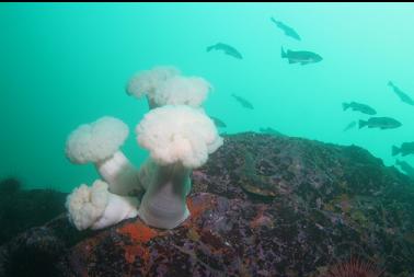 plumose anemones near top of wall