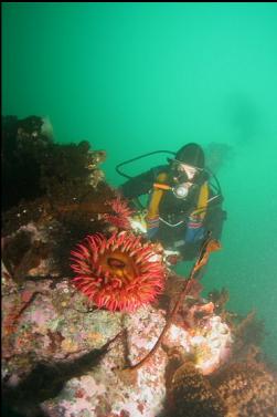 fish-eating anemone