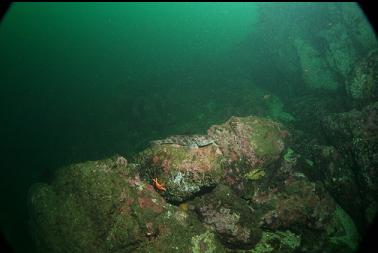 small lingcod