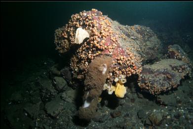 boot sponge and small cloud sponges