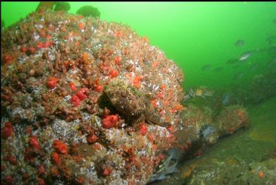 great sculpin? on boulder