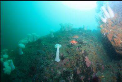 2 vermilion rockfish in middle of picture