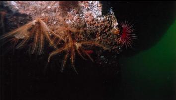 FEATHER STARS UNDER OVERHANG