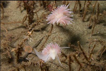 nudibranchs