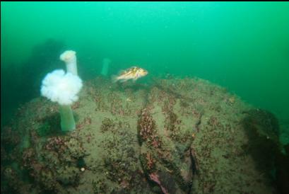 copper rockfish over cemented tubeworms