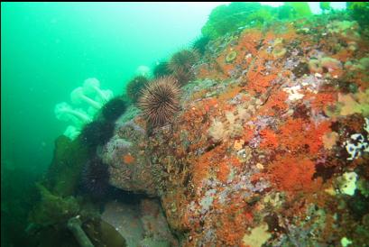 Irish lord on corner of reef