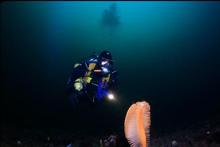 poorly-aimed self-portrait with sea pen